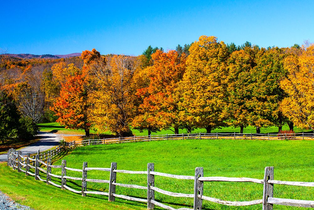 USA-New England-Vermont countryside with curved gravel road fence in Autumn art print by Sylvia Gulin for $57.95 CAD